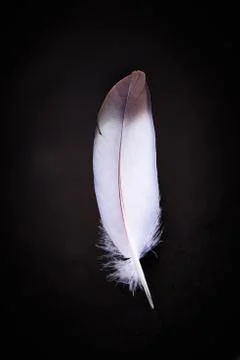 Feather on dark background Stock Photos