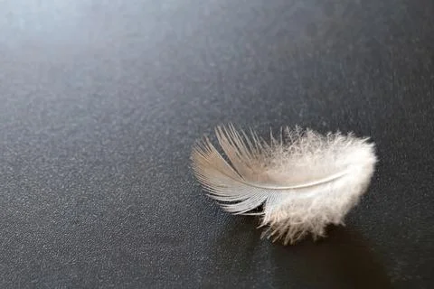 Feather on dark background Stock Photos