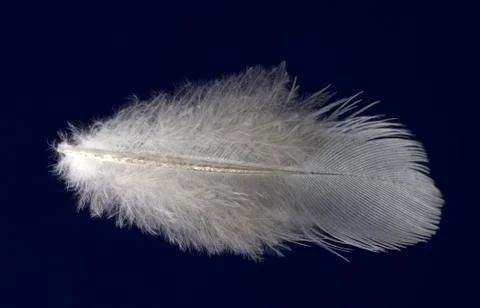 Feather on dark blue background Stock Photos