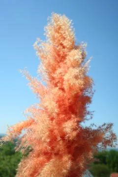 Feather decoration Foto stock