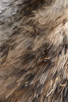 Feather detail close-up Stock Photos