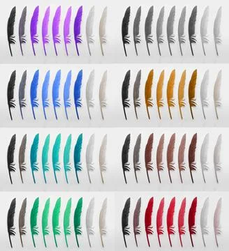 Feather in different colors isolated on white background Stock Illustration