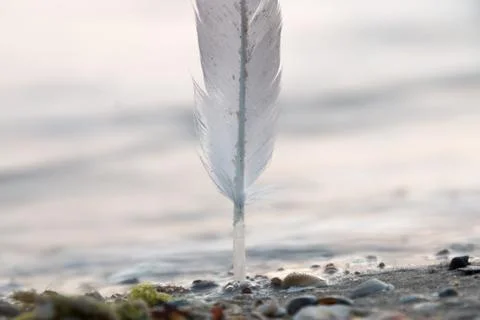Feather dove on the beach Stock Photos