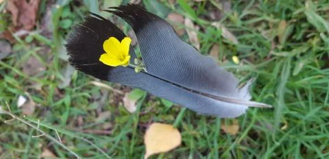 Feather of a dove fallen from the sky Stock Photos