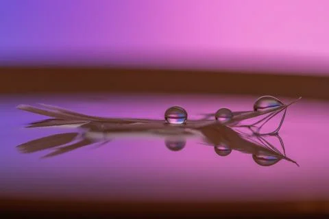 Feather with droplets in water - closeup Foto stock