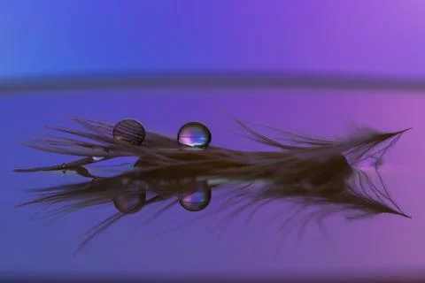 Feather with droplets in water - closeup Foto stock