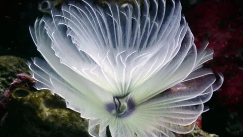 Feather duster anemone 4K Stock Footage 331276504