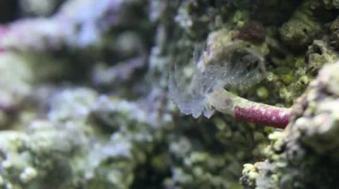 Feather Duster Macro Stock Footage 12147340