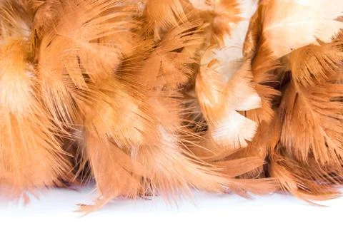 Feather duster on white background close-up Stock Photos