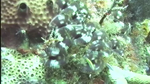 FEATHER DUSTER WORM 1 Stock Footage 306541336