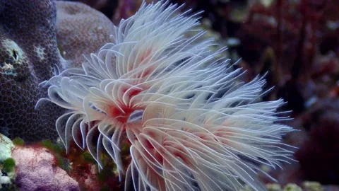 Feather duster worm 4K Stock Footage 331276569