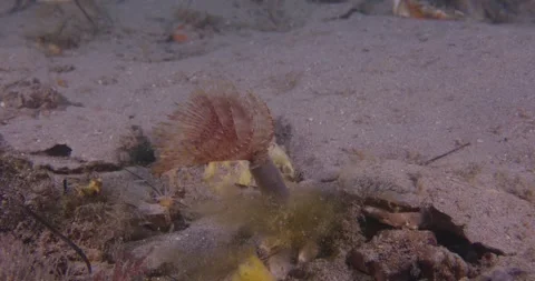 Feather Duster Worm, 8K Stock Footage 331958492