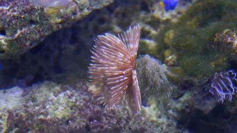 Feather Duster Worm in Aquatic Environment Marine Life Stock Photos