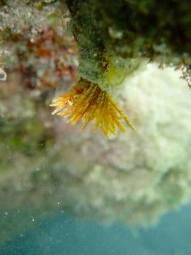 Feather Duster worm close up, Jaz Samaya, Coraya bay, Marsa Alam, Egypt, red sea Stock Photos