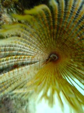 Feather Duster worm close up, Jaz Samaya, Coraya bay, Marsa Alam, Egypt, red sea Stock Photos