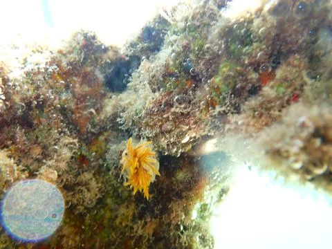 Feather Duster worm close up, Jaz Samaya, Coraya bay, Marsa Alam, Egypt, red sea Stock Photos