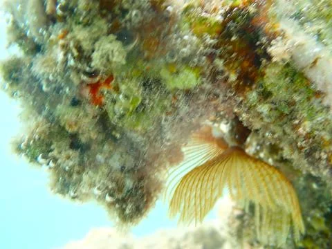 Feather Duster worm close up, Jaz Samaya, Coraya bay, Marsa Alam, Egypt, red sea Stock Photos