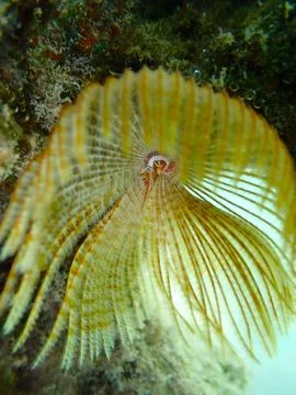 Feather Duster worm close up, Jaz Samaya, Coraya bay, Marsa Alam, Egypt, red sea Stock Photos