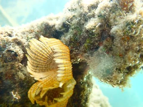 Feather Duster worm close up, Jaz Samaya, Coraya bay, Marsa Alam, Egypt, red sea Stock Photos