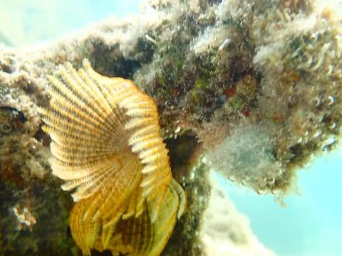 Feather Duster worm close up, Jaz Samaya, Coraya bay, Marsa Alam, Egypt, red sea Stock Photos