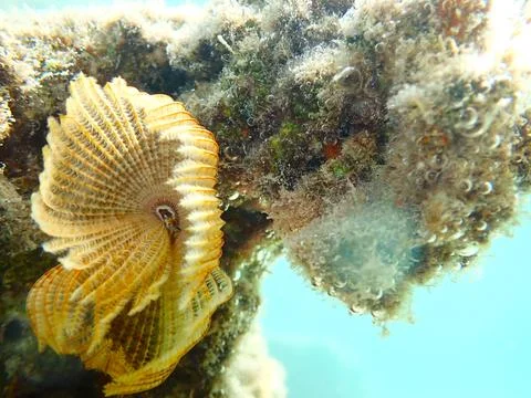 Feather Duster worm close up, Jaz Samaya, Coraya bay, Marsa Alam, Egypt, red sea Stock Photos