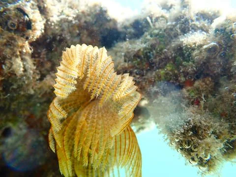 Feather Duster worm close up, Jaz Samaya, Coraya bay, Marsa Alam, Egypt, red sea Stock Photos