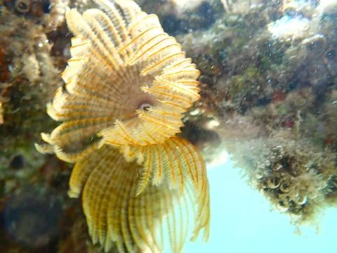 Feather Duster worm close up, Jaz Samaya, Coraya bay, Marsa Alam, Egypt, red sea Stock Photos