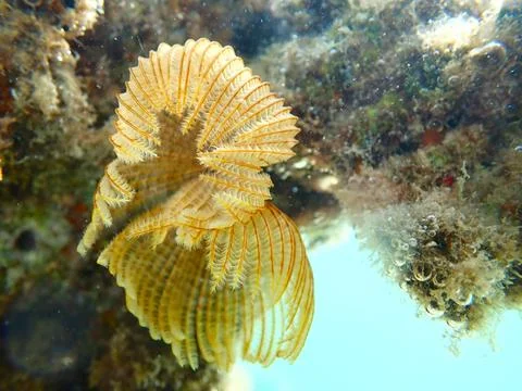 Feather Duster worm close up, Jaz Samaya, Coraya bay, Marsa Alam, Egypt, red sea Stock Photos