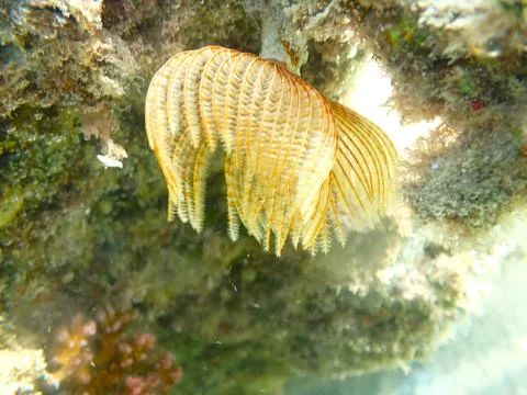 Feather Duster worm close up, Jaz Samaya, Coraya bay, Marsa Alam, Egypt, red sea Stock Photos