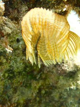 Feather Duster worm close up, Jaz Samaya, Coraya bay, Marsa Alam, Egypt, red sea Stock Photos