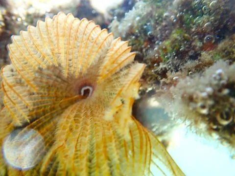 Feather Duster worm close up, Jaz Samaya, Coraya bay, Marsa Alam, Egypt, red sea Stock Photos