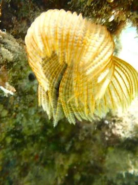 Feather Duster worm close up, Jaz Samaya, Coraya bay, Marsa Alam, Egypt, red sea Stock Photos
