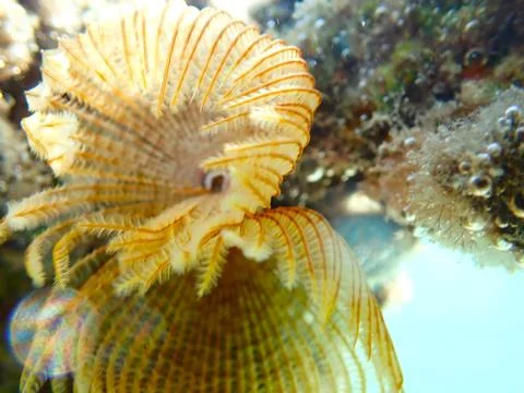 Feather Duster worm close up, Jaz Samaya, Coraya bay, Marsa Alam, Egypt, red sea Stock Photos