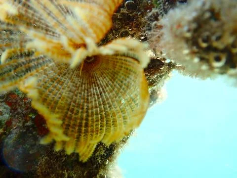 Feather Duster worm close up, Jaz Samaya, Coraya bay, Marsa Alam, Egypt, red sea Stock Photos