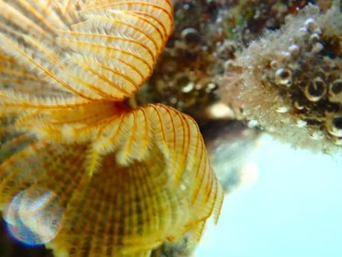 Feather Duster worm close up, Jaz Samaya, Coraya bay, Marsa Alam, Egypt, red sea Stock Photos