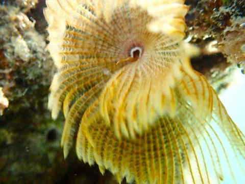 Feather Duster worm close up, Jaz Samaya, Coraya bay, Marsa Alam, Egypt, red sea Stock Photos