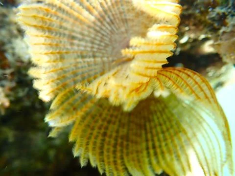 Feather Duster worm close up, Jaz Samaya, Coraya bay, Marsa Alam, Egypt, red sea Stock Photos