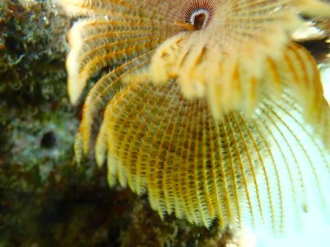 Feather Duster worm close up, Jaz Samaya, Coraya bay, Marsa Alam, Egypt, red sea Stock Photos