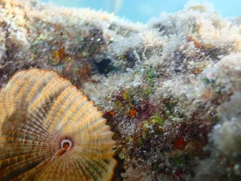 Feather Duster worm close up, Jaz Samaya, Coraya bay, Marsa Alam, Egypt, red sea Stock Photos