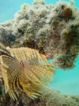 Feather Duster worm close up, Jaz Samaya, Coraya bay, Marsa Alam, Egypt, red sea Stock Photos