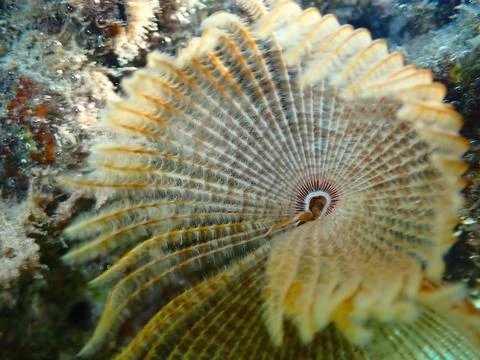 Feather Duster worm close up, Jaz Samaya, Coraya bay, Marsa Alam, Egypt, red sea Stock Photos