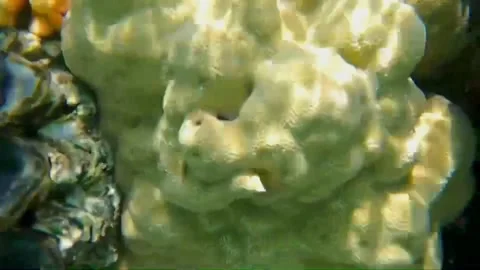 Feather Duster Worm Emerging from Its Tube Like a Flower on Coral, Marsa Alam, E Vidéo 343319428