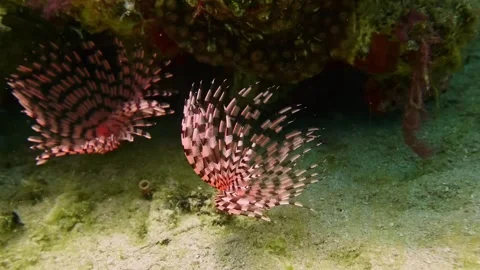 Feather Duster Worm Emerging from Tube in Coral Reef Habitat Stock Footage 311939979