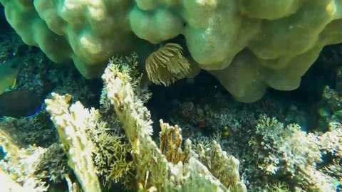 Feather Duster Worm Extending Its Feathery Crown from Coral Reef, Marsa Alam, Eg Vidéo 343319408