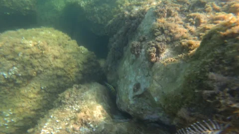 Feather duster worm extending tentacles from its tube on an algae-covered rock, Stock Footage 339814287