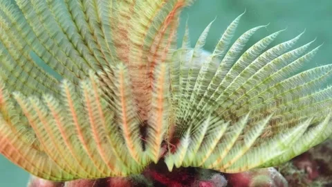 Feather Duster Worm in Marine Reef Environment Filtering Water with Branchial Cr Stock Footage 311924832