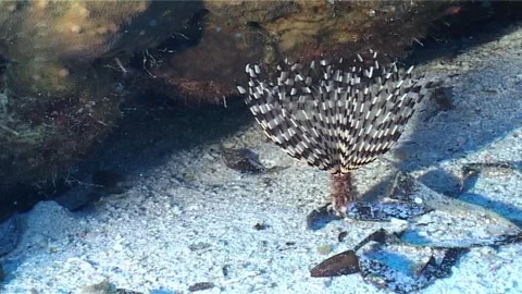 Feather Duster Worm On The Sand Stock Footage 300304830