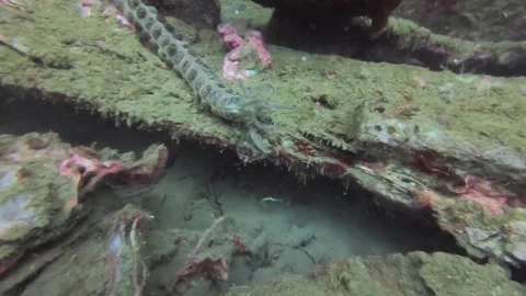 Feather duster worm at shipwreck Stock Footage 155013103