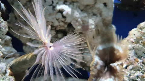 A Feather Duster Worm swaying its feathery tentacles in the ocean current. Stock Footage 240495857