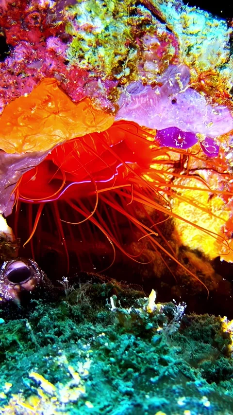 Feather duster worm tentacles spread across colorful sponge and coral reef wall Stock Footage 341540218
